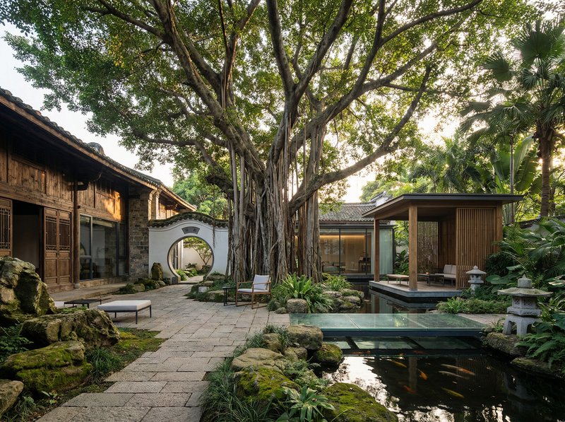 黑丝古榕树纪录片视频